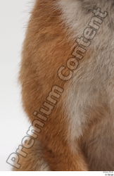 Chest Leg Fox Animal photo references